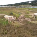 isola-dell-asinara-alghero.2